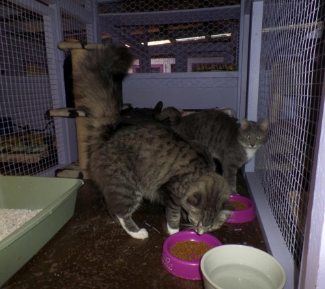 Homebush Boarding Kennels & Cattery - Homebush, QLD