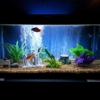 R and R Aquarium Services gallery