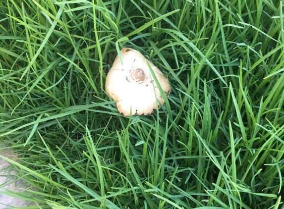 De Leon Landscaping - Riverside, CA. Mushrooms growing in sideyard