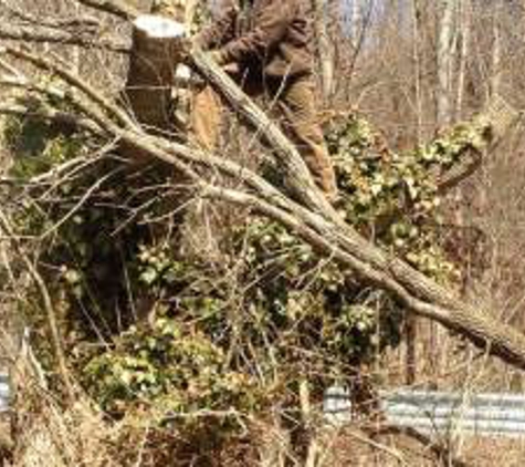 C & A Tree Service - Chesapeake, OH