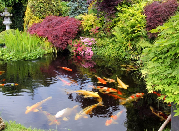 Champion Koi Ponds - Port Huron, MI