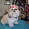 Carol's Pretty Pets Salon gallery