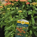 London Bridge Greenhouses & Nursery