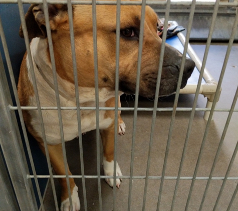 Maricopa County Animal Care - Phoenix, AZ