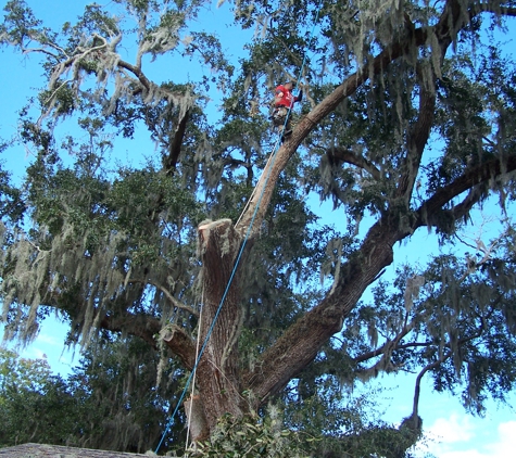 The Tree Lady - Port Orange, FL