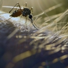 Gold Bond Pest Control gallery