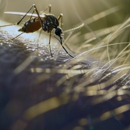 Gold Bond Pest Control - Pest Control Equipment & Supplies
