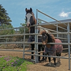 Sea Horse Ranch Barbi Breen-Gurley
