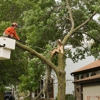 Strickland Tree Service Inc gallery