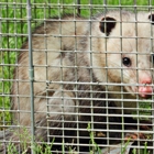 Critter Trapping & Removal Service