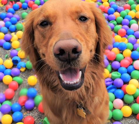 Maranda Ranch Kennels - Sonoma, CA