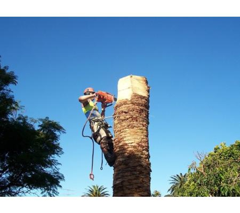 All Coast Tree Services - West Wollongong, NSW