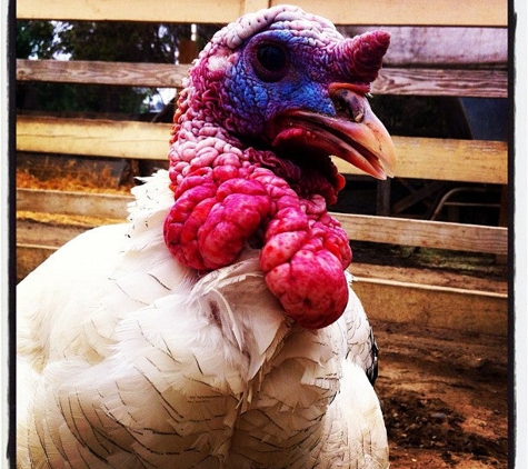 Zoomars Petting Zoo - San Juan Capistrano, CA