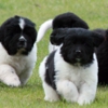 Ozark Legends Newfoundlands gallery