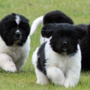 Ozark Legends Newfoundlands - Pet Breeders