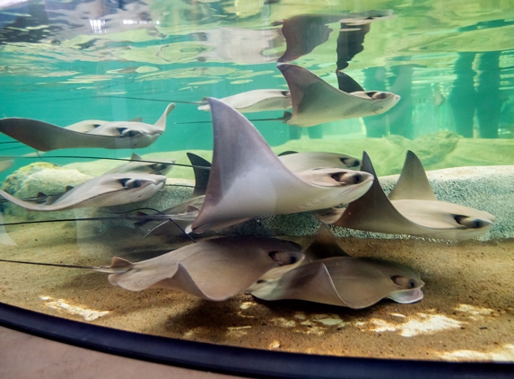 St. Louis Aquarium at Union Station - Saint Louis, MO