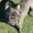 Opie's Doggy Playcare - Dog Day Care