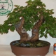 Artisans Bonsai