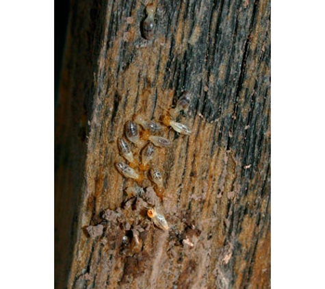 Armageddon Pest Control - Kambah, ACT