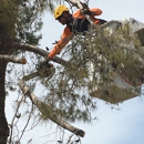 Arborist Standards Tree Care - Tree Service