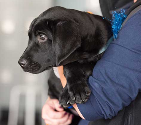 Paw School - Denver, CO