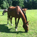 Equine Rescue Inc - Horseshoers