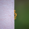 Aarco Exterminators Inc gallery