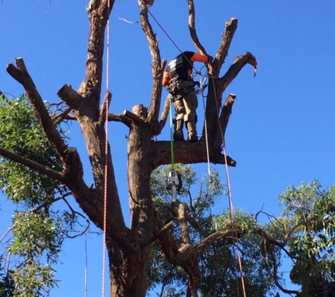 Leo Tree Service