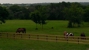 Lantern Hill Equine Retirement - Bed & Breakfast & Inns