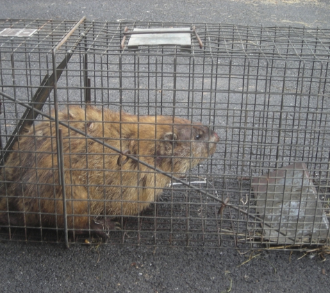 Wildlife Control - Clear Spring, MD