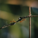 Homestar Pest Solutions - Pest Control Equipment & Supplies