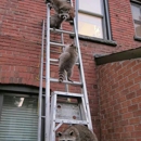 Advanced Wildlife Removal - Home Repair & Maintenance