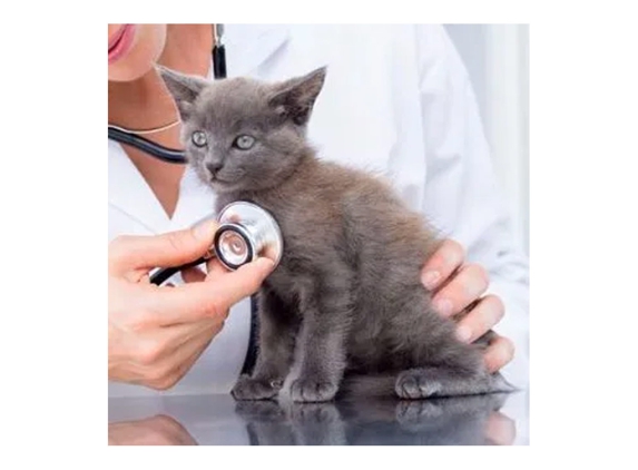 Port Augusta Veterinary Services - Port Augusta, SA