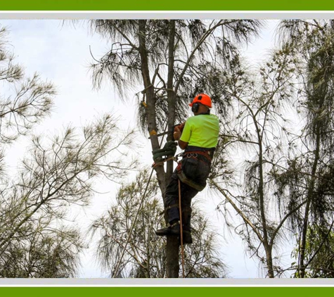 Walton's Tree Care Services. Qualified Arborist