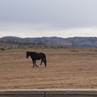 Black Hills Wild Horse Sanctuary