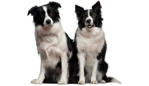 Pets Eternal Pet Memorial Services - Greenbank, QLD