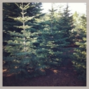 Smart's Christmas Tree Farm - Christmas Trees