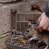 Abbott Pest Control gallery