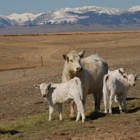 Debruycker Charolais