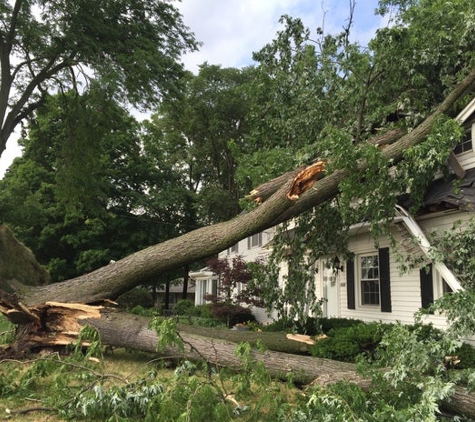 Above & Beyond Tree and Shrubbery Service - South Bend, IN