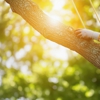 Budget Tree Service gallery