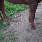 Chris Millers Farrier Service