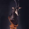 Parsons Taxidermy gallery