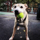 swifto Dog Walking Greenpoint - Pet Sitting & Exercising Services