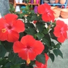 Bay Area Landscape Nursery gallery