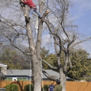 Anderton Tree Services - Tree Service