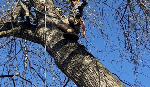 Cisneros Tree Service - Omaha, NE