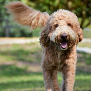 Happy Paws Ranch..dog boarding - North Fort Myers, FL