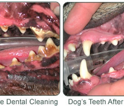 K-9 Mobile Dental Waggin - Lancaster, SC