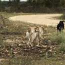 Buena Vista Wildlife Safari and RV Park